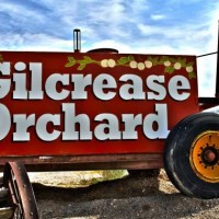 Gilcrease Orchard