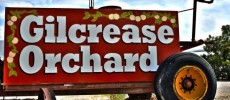 Gilcrease Orchard